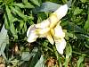 flower13.jpg
