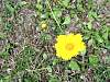 flower14.jpg