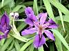 flower15.jpg