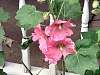 flower17.jpg