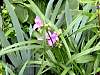 flower18.jpg