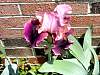 flower3.jpg