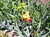 flower4.jpg