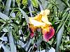 flower5.jpg