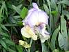 flower7.jpg
