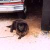 junkyarddog.jpg